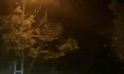 Bartın'da yola inen bozayı görüntülendi