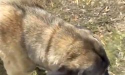 Kasasında köpek iple asılı halde seyrederken görüntülenen kamyonetin sürücüsüne adli işlem