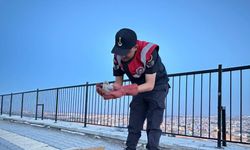 Kilis’te, 4 yavru kartal koruma altına alındı