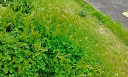 Parkta alkol alanların geride bıraktıkları şişedeki içkiyi su zannederek içen çocuk hastanelik oldu