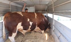 Şampiyon boğa 'Poyraz', 540 bin TL'ye alıcısını buldu