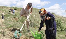 Sivas'ta bu yıl hayatını kaybeden 535 kişi anısına fidan dikildi
