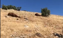 Batman'da silahla vurulmuş halde 7 yılkı atı bulundu