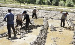 Bitlis'te asırlık çeltik geleneği sürüyor