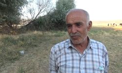 Boş havuza düşen yavru tilkiyi kurtardı; o anlar kamerada