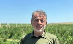 Edirne'de yaban mersini hasadı, don nedeniyle verim kaybıyla başladı