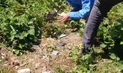 Gençleri dövüp serbest kalan şüpheli, mahalledeki başka bir kişiyi de darbetmiş