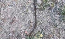Hastane deposunda 'yılan' paniği