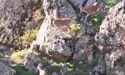 Munzur Dağları'nda dağ keçileri görüntülendi