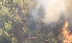 Balıkesir'de tarım arazisinde çıkan yangın ormana sıçradı