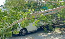 Bartın'da devrilen ağaç, 4 araçta hasara yol açtı
