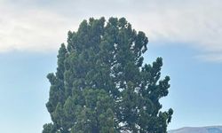 Bolu'da tarım arazisinde çıkan yangın ormana sıçradı (2)