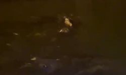 Deredeki su samurları kamerada