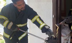 Eve giren yılan itfaiye görevlileri yakalayıp, doğaya saldı