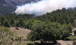 Isparta'da orman yangını