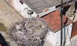 İzmir'de ayağına ip dolanıp yuvasında mahsur kalan yavru leylek kurtarıldı