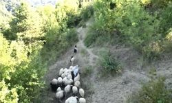 Kurdun koyunlara saldırısı dronla önlendi