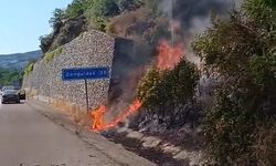 Kurumuş ağaç elektrik tellerinin üzerine devrildi, ormanda yangın çıktı