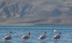 Kuş cenneti Erçek Gölü'nde kuraklık nedeniyle flamingo sayısı azaldı