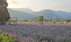 Lavanta tarlalarıyla kırsal mahalleler turizm merkezi oldu