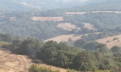 Manyas'ta orman yangını