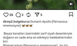 Nesli tehlike altındaki ‘Dumanlı Apollo’ Uludağ’da görüntülendi