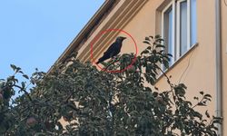 Rögarda mahsur kalan karga itfaiye ekiplerince kurtarıldı