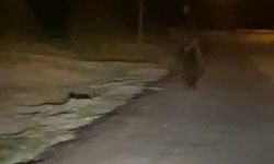 Sakarya’da kırsal mahalleye inen ayı görüntülendi