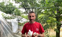 Tavuk yumurtasının üzerine kuluçkaya yatan güvercin, çıkan civcivi sahiplendi
