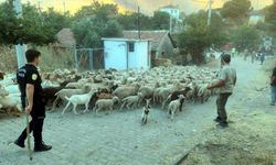 Tekirdağ'da orman yangını / Ek fotoğraflar