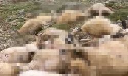 Tunceli’de yaylaya yıldırım düştü; 200 küçükbaş öldü