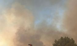 Uşak'ta meşelik ve orman yangını (2)