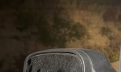 Yola çıkan domuz sürüsü görüntülendi