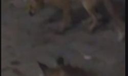 Amasya'da eliyle beslediği tilki bu kez yavrusuyla geldi