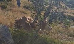 Artvin'de kayalıklara düşen inek AFAD ekipleri tarafından kurtarıldı