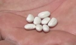 Niğde'de fasulye hasadı başladı; rekolte beklentisi 52 bin ton