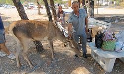 Piknikçilere 'kızıl geyik' sürprizi