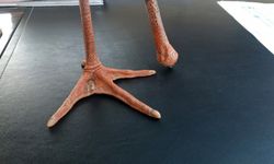 Yangından kaçan yaralı leylek, Anamur’da koruma altına alındı