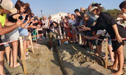 Aydın ve İzmir'de 9 yuvadan çıkan 469 caretta caretta yavrusu, denizle buluştu