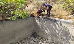 Boş havuza düşen domuzu itfaiye kurtardı