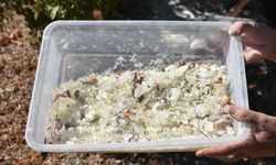 Çeşme'de sakız hasadı başladı