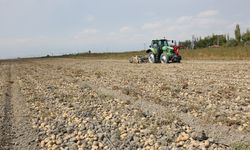 Erkoyuncu: 2027'de patates tohumunu dış alıma ihtiyaç duymadan üreteceğiz