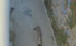 Evin önündeki ayakkabıları götüren tilki kamerada