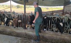 Kuyucak ve Nazilli'de şap karantinası