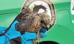 Muş'ta yaralı kartal tedaviye alındı