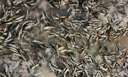 Ordu'da ‘vira bismillah' diyen balıkçılar, sezonun ilk avını gerçekleştirdi