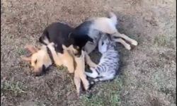 Orman işçisinin kalp masajı yaptığı köpek kurtarılamadı