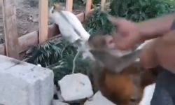 Şiddet gören maymun, Tarsus Doğa Parkı'na gönderilecek