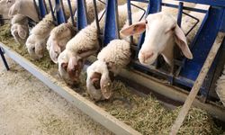 Veteriner hekim Aybike, devlet desteğiyle kurduğu tesisle örnek olup, ön yargıları yıktı