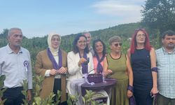 Yalova'da 'aronya' hasadı başladı